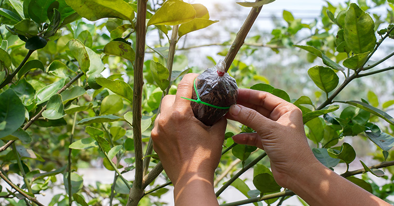 Propagación vegetal